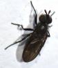 Phorbia sp.